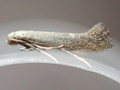 Tinagma ocnerostomella
